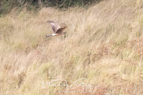 10 October 2026 Close to Kingscross, Arran, Scotland - Hen Harrier