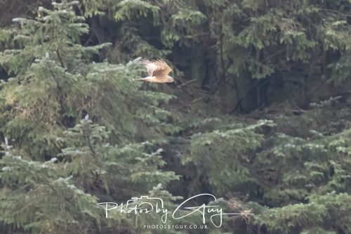 10 October 2026 Close to Kingscross, Arran, Scotland - Hen Harrier