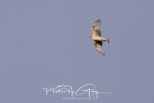 10 October 2026 Close to Kingscross, Arran, Scotland - Hen Harrier