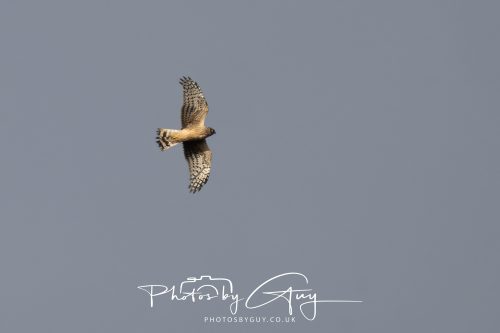 10 October 2026 Close to Kingscross, Arran, Scotland - Hen Harrier