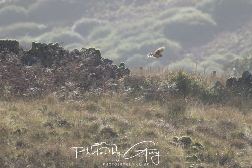 10 October 2026 Close to Kingscross, Arran, Scotland - Hen Harrier