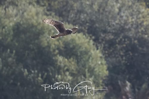 10 October 2026 Close to Kingscross, Arran, Scotland - Hen Harrier10 October 2026 Close to Kingscross, Arran, Scotland - Hen Harrier10 October 2026 Close to Kingscross, Arran, Scotland - Hen Harrier
