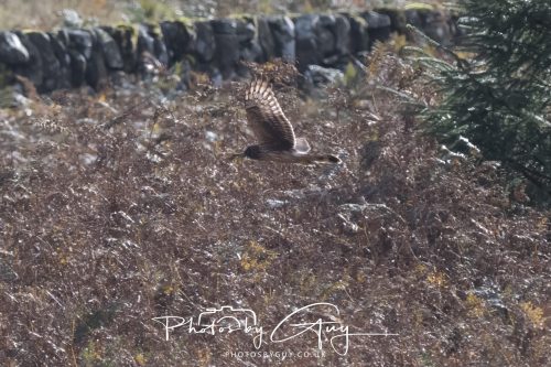 10 October 2026 Close to Kingscross, Arran, Scotland - Hen Harrier
