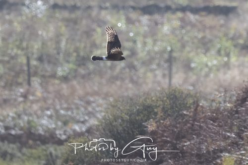 10 October 2026 Close to Kingscross, Arran, Scotland - Hen Harrier