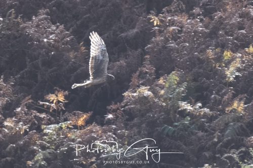 10 October 2026 Close to Kingscross, Arran, Scotland - Hen Harrier