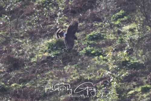 10 October 2026 Close to Kingscross, Arran, Scotland - Hen Harrier