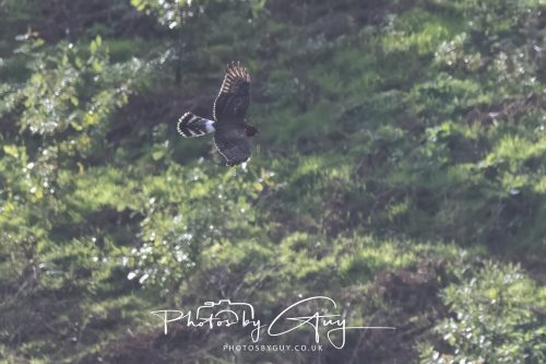 10 October 2026 Close to Kingscross, Arran, Scotland - Hen Harrier