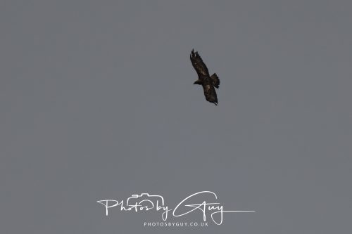 10 October 2026 Close to Kingscross, Arran, Scotland - Golden Eagle