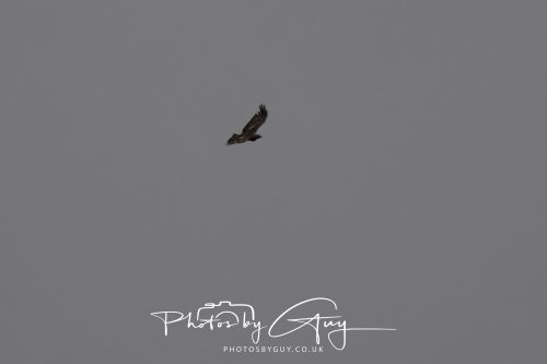 _CCC894610 October 2026 Close to Kingscross, Arran, Scotland - Golden Eagle