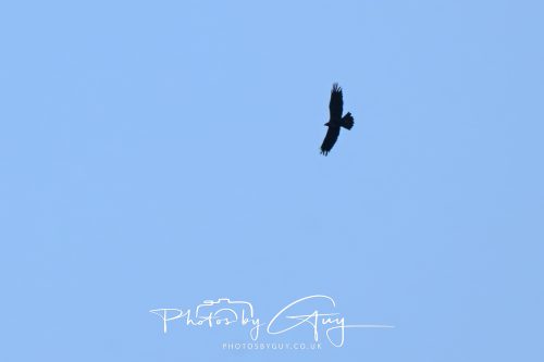 10 October 2026 Close to Kingscross, Arran, Scotland - Golden Eagle