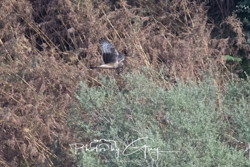 10 October 2026 Close to Kingscross, Arran, Scotland - Hen Harrier