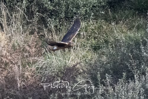 10 October 2026 Close to Kingscross, Arran, Scotland - Hen Harrier
