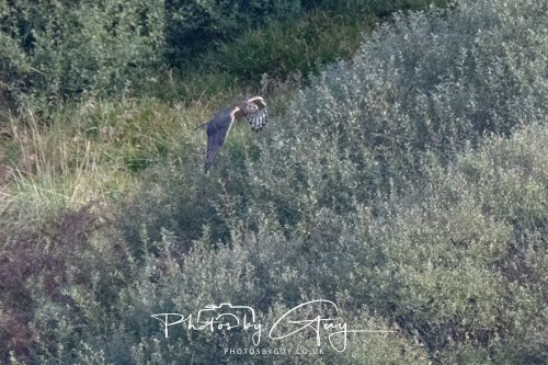 10 October 2026 Close to Kingscross, Arran, Scotland - Hen Harrier