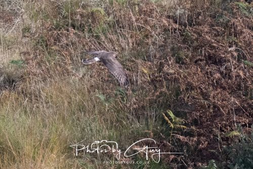 10 October 2026 Close to Kingscross, Arran, Scotland - Hen Harrier