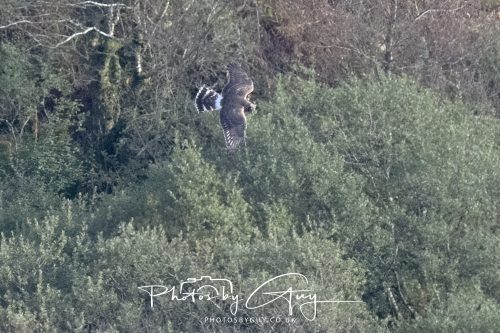 10 October 2026 Close to Kingscross, Arran, Scotland - Hen Harrier