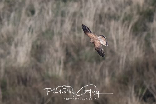 10 October 2026 Close to Kingscross, Arran, Scotland - Kestrel