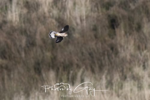10 October 2026 Close to Kingscross, Arran, Scotland - Kestrel