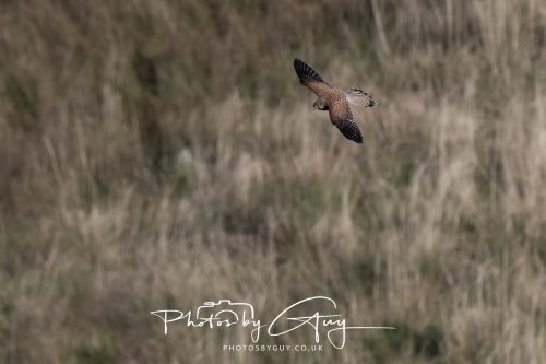 10 October 2026 Close to Kingscross, Arran, Scotland - Kestrel