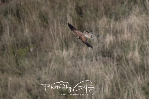 10 October 2026 Close to Kingscross, Arran, Scotland - Kestrel