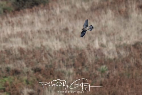 10 October 2026 Close to Kingscross, Arran, Scotland - Kestrel