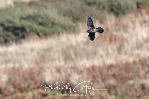 10 October 2026 Close to Kingscross, Arran, Scotland - Kestrel