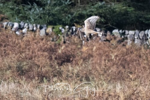 10 October 2026 Close to Kingscross, Arran, Scotland - Hen Harrier