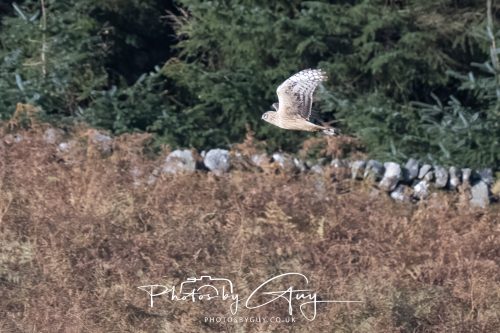 10 October 2026 Close to Kingscross, Arran, Scotland - Hen Harrier