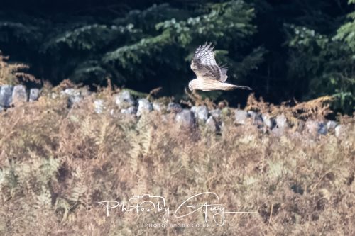 10 October 2026 Close to Kingscross, Arran, Scotland - Hen Harrier