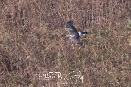10 October 2026 Close to Kingscross, Arran, Scotland - Hen Harrier