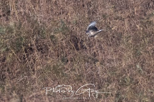 10 October 2026 Close to Kingscross, Arran, Scotland - Hen Harrier
