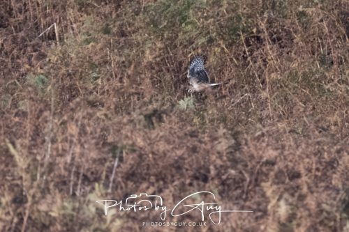 10 October 2026 Close to Kingscross, Arran, Scotland - Hen Harrier