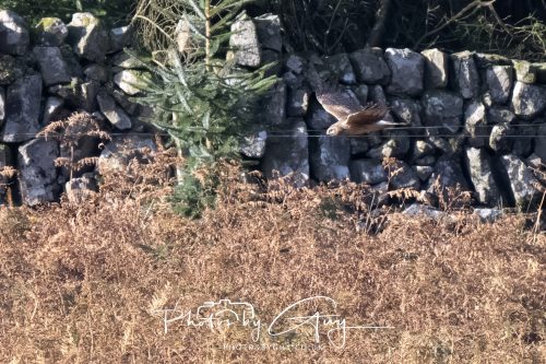10 October 2026 Close to Kingscross, Arran, Scotland - Hen Harrier