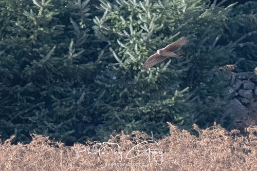 10 October 2026 Close to Kingscross, Arran, Scotland - Hen Harrier