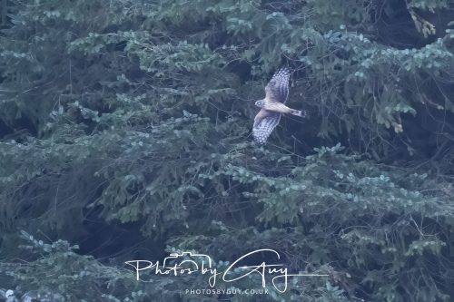 10 October 2026 Close to Kingscross, Arran, Scotland - Hen Harrier