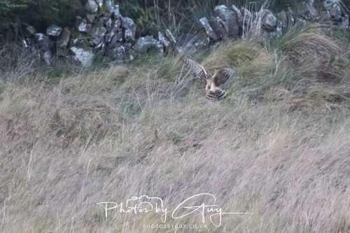 10 October 2026 Close to Kingscross, Arran, Scotland - Hen Harrier
