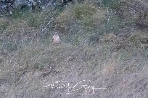 10 October 2026 Close to Kingscross, Arran, Scotland - Hen Harrier