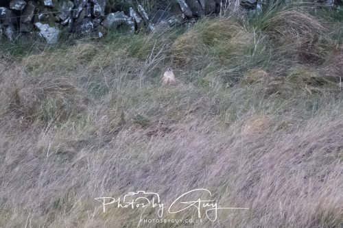 10 October 2026 Close to Kingscross, Arran, Scotland - Hen Harrier