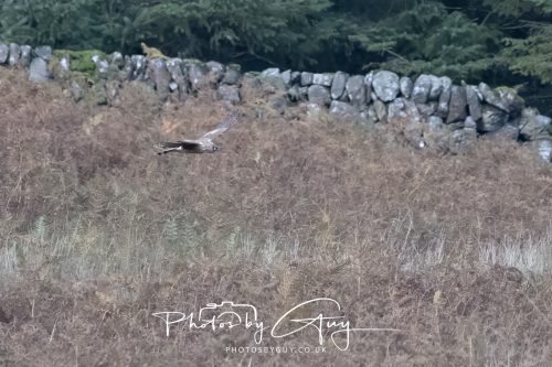 10 October 2026 Close to Kingscross, Arran, Scotland - Hen Harrier