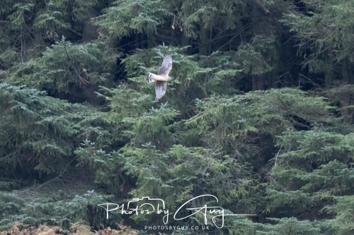 10 October 2026 Close to Kingscross, Arran, Scotland - Hen Harrier