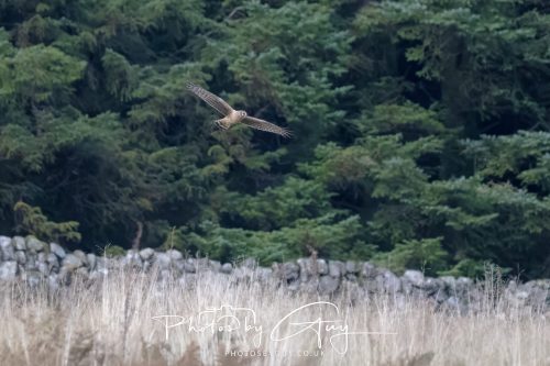 10 October 2026 Close to Kingscross, Arran, Scotland - Hen Harrier