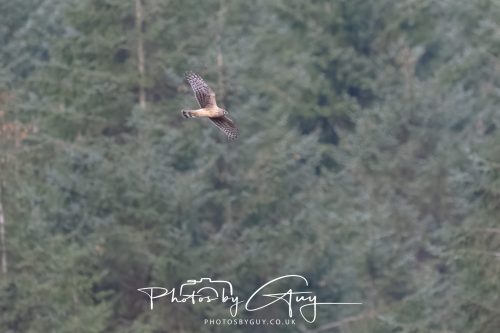 10 October 2026 Close to Kingscross, Arran, Scotland - Hen Harrier