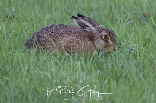 10 October 2026 Kingscross, Arran, Scotland - Hare 