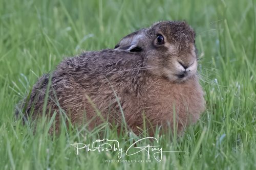 10 October 2026 Kingscross, Arran, Scotland - Hare 