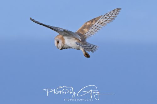 30 October 2026 - Near Whitehaven, West Cumbria - Barn Owl hunting in the changing evening light