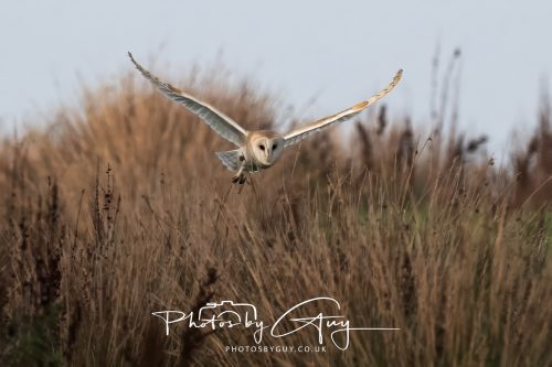 30 October 2026 - Near Whitehaven, West Cumbria - Barn Owl hunting in the changing evening light