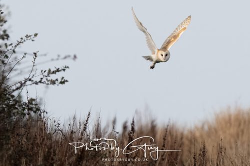 30 October 2026 - Near Whitehaven, West Cumbria - Barn Owl hunting in the changing evening light