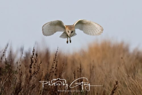 30 October 2026 - Near Whitehaven, West Cumbria - Barn Owl hunting in the changing evening light