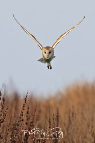 30 October 2026 - Near Whitehaven, West Cumbria - Barn Owl hunting in the changing evening light