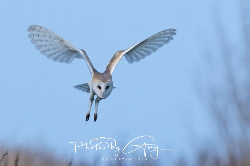 30 October 2026 - Near Whitehaven, West Cumbria - Barn Owl hunting in the changing evening light