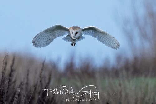 30 October 2026 - Near Whitehaven, West Cumbria - Barn Owl hunting in the changing evening light